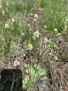 Diamondleaf Saxifrage thumbnail 1