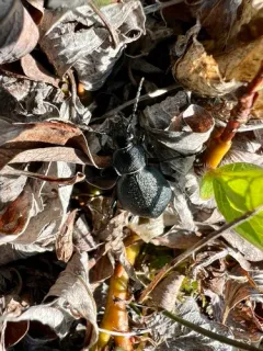 Carabus chamissonis thumbnail 3