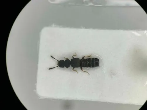 Anotylus tetracarinatus
