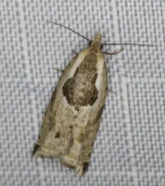 Ancylis sheppardana thumbnail 4
