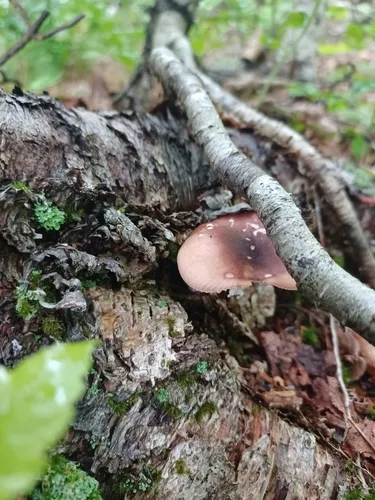 Purple Swamp Brittlegill