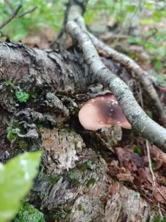 Purple Swamp Brittlegill thumbnail 1
