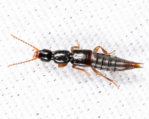Lathrobium rhodeanum