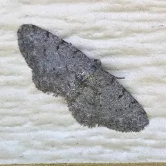 Four-barred Gray thumbnail 2