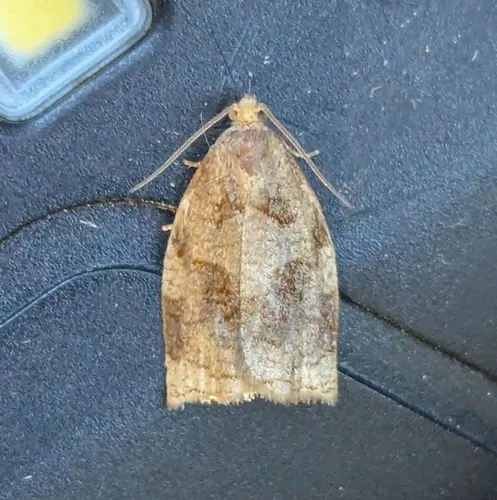 Rose Tortrix Moth