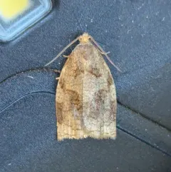 Rose Tortrix Moth thumbnail 1