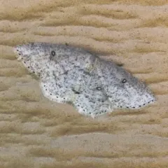 Sweetfern Geometer Moth thumbnail 4