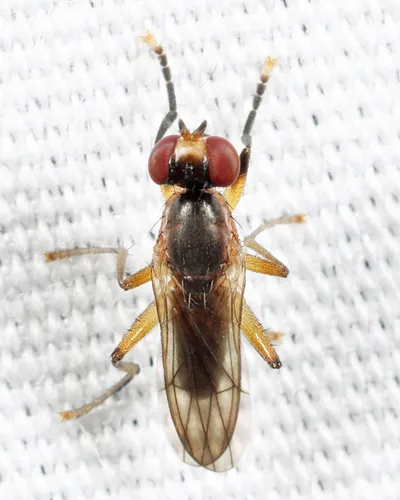 Pteromicra similis
