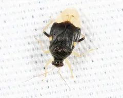 Pycnoderes dilatatus thumbnail 2