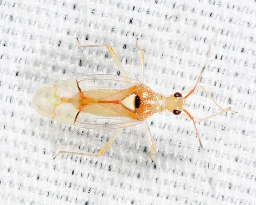 Hyaliodes brevis