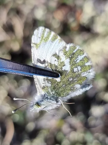 Euchloe ochracea