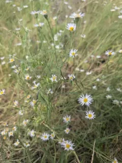 Longleaf Fleabane thumbnail 2