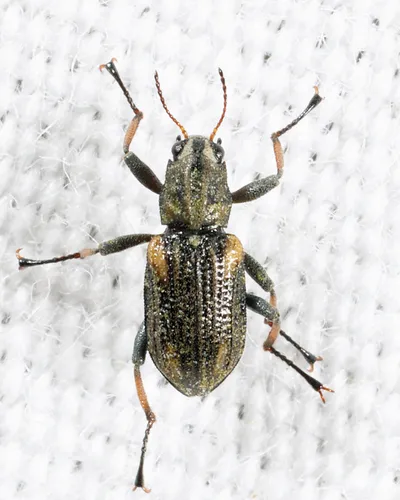 Stenelmis mirabilis
