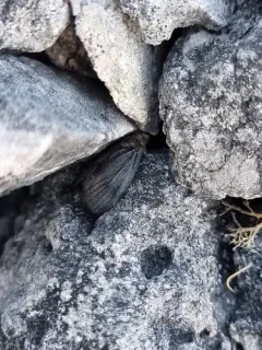 Parabarrovia ogilviensis thumbnail 3
