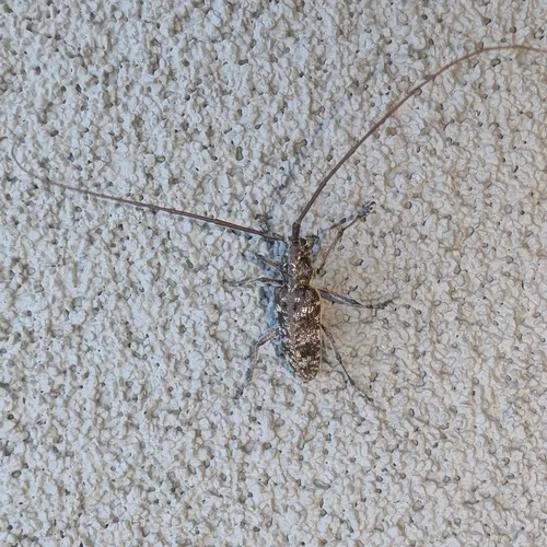 Monochamus obtusus