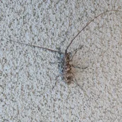 Monochamus obtusus thumbnail 1