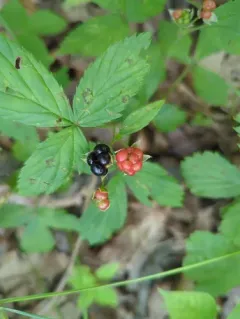 downy racemose dewberry thumbnail 4