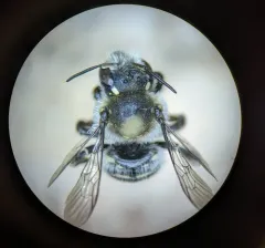 Anthidium clypeodentatum thumbnail 3