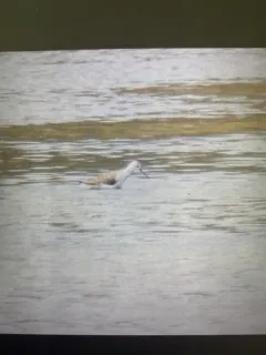Marsh Sandpiper thumbnail 3