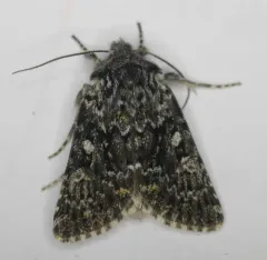 Lasionycta leucocycla thumbnail 4