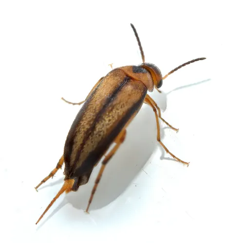 Mordellistena limbalis