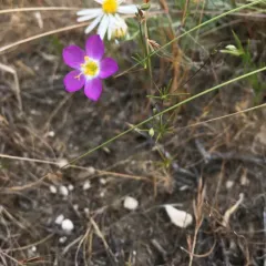 Flax-flowered Linanthus thumbnail 4