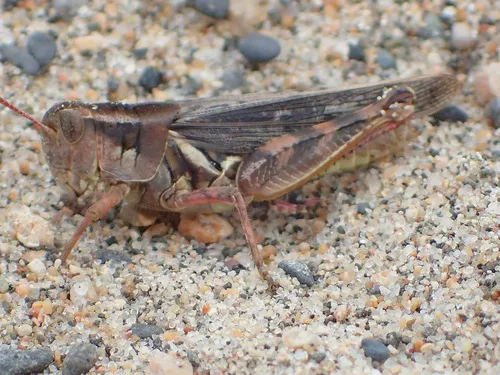 Stone's Locust