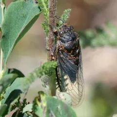 Rocky Mountain Cicada thumbnail 4
