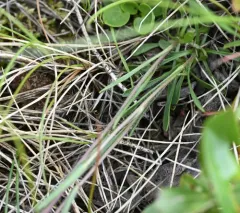 Windmill Fringed Gentian thumbnail 4