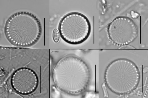 Stephanodiscus hantzschii