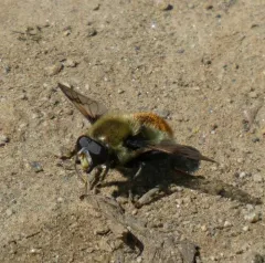 Spot-winged Pond Fly thumbnail 2