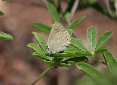 Western Sooty Hairstreak thumbnail 3