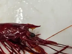 Scarlet Gamba Prawn thumbnail 3