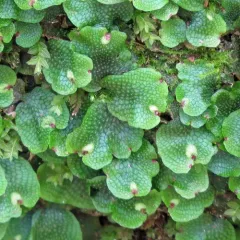 Snakewort thumbnail 4