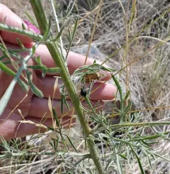 Ebony Shield Lady Beetle thumbnail 3