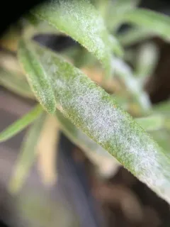 Golovinomyces neosalviae thumbnail 1
