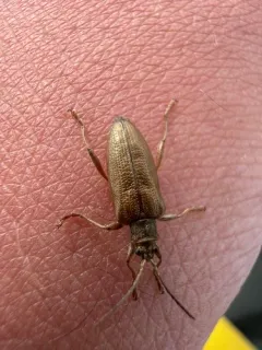 Copper Aquatic Leaf Beetle thumbnail 3