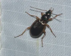 Agonum anchomenoides thumbnail 3