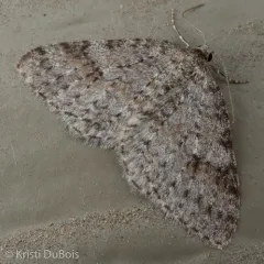 Pearsall's Carpet Moth thumbnail 2