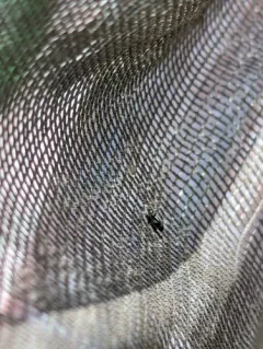 Stirellus bicolor thumbnail 4