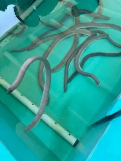 Girard's Atlantic Hagfish thumbnail 3