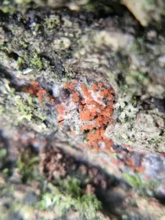 Erythricium aurantiacum thumbnail 3