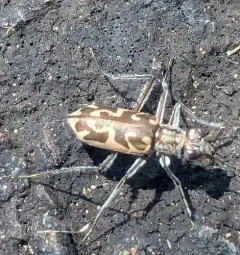 Sandy Stream Tiger Beetle thumbnail 2