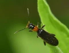 Bicolored Checkered Beetle thumbnail 4