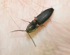 Red-shouldered Click Beetle thumbnail 4