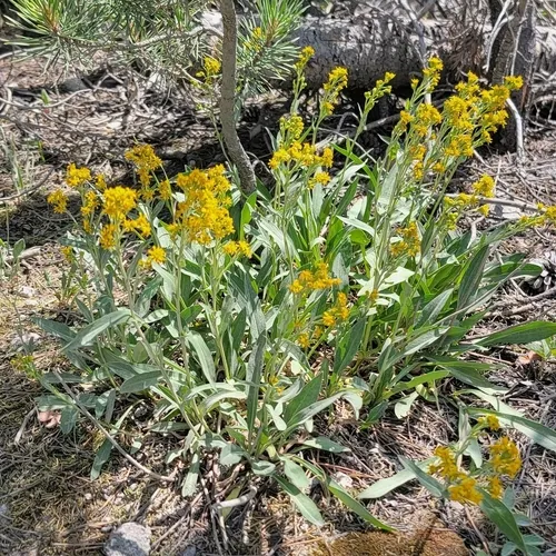 Tall Blacktip Ragwort