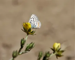 Ancilla Blue thumbnail 3