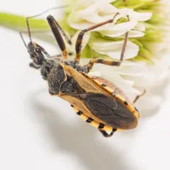 Rhynocoris ventralis thumbnail 3