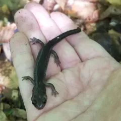 Wehrle's Salamander thumbnail 3