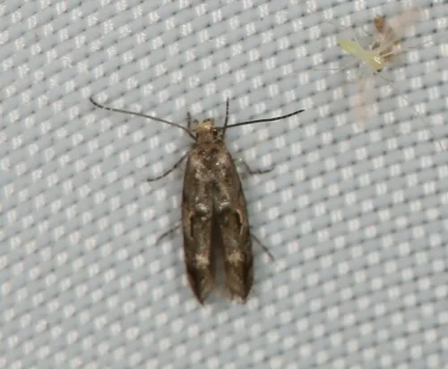 Mompha solomoni